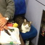 日常の中の不思議：電車の座席に猫が座っている光景