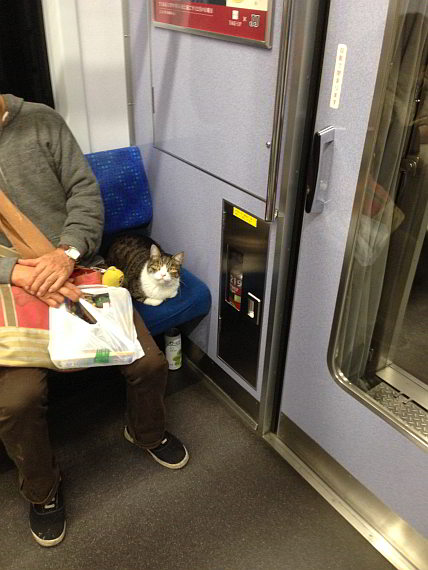電車の座席に座る猫