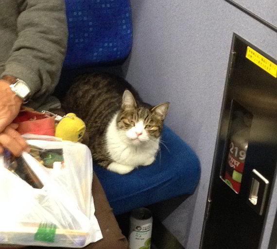 電車の座席に座る猫