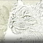 Cat Photo Gallery “Cesar” Youtube