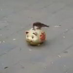 小鳥がコインを拾って貯金箱に入れる驚きの動画