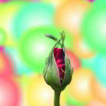 花の写真素材：チューリップ